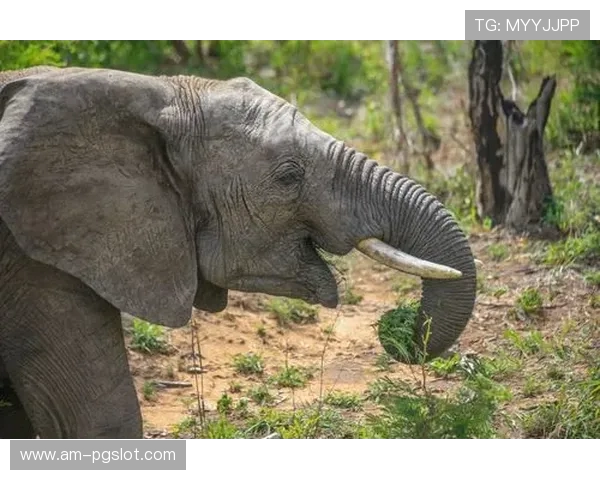 《钢铁与烈火：苏德大战中的战略决策与兵临城下的生死博弈》